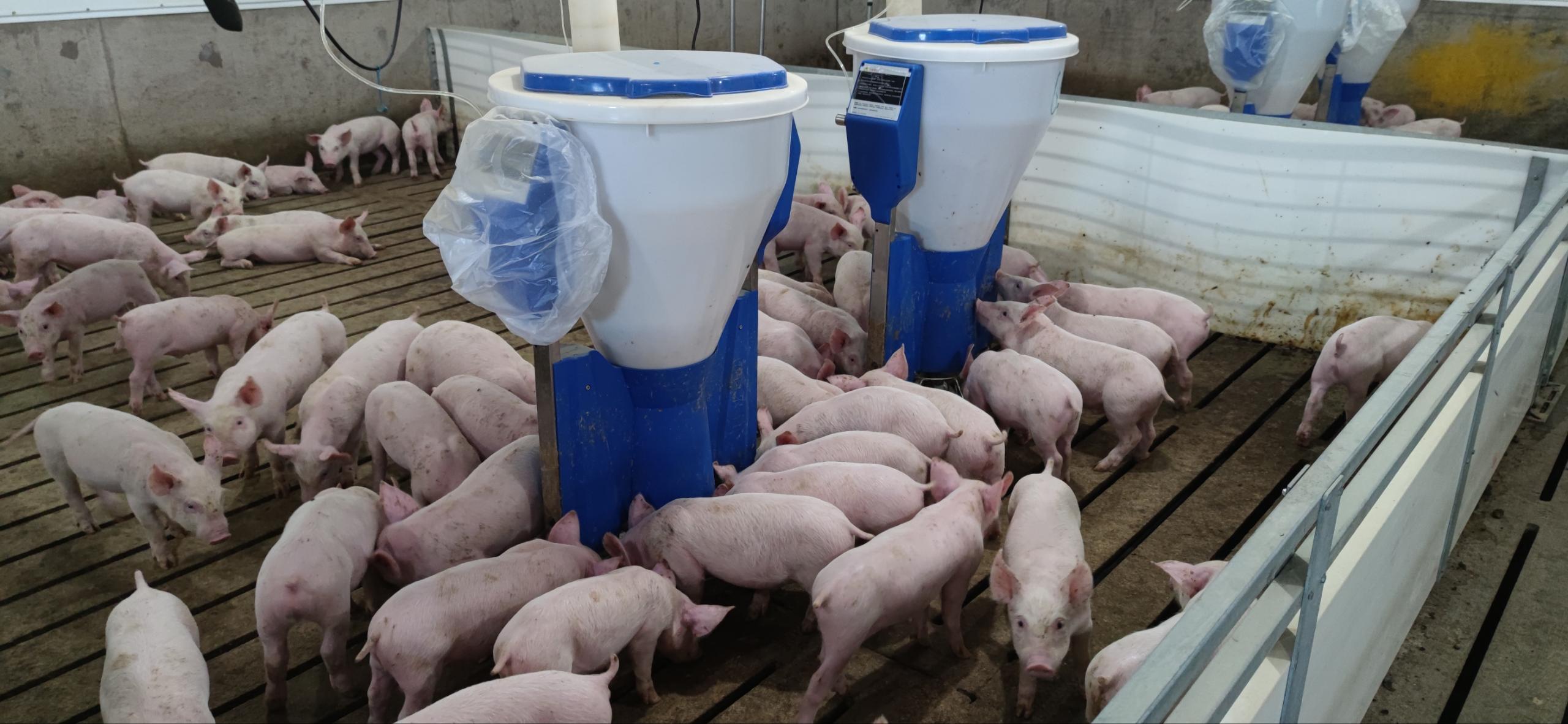精确配料技术：智能粥料器在现代化养猪场中的创新应用