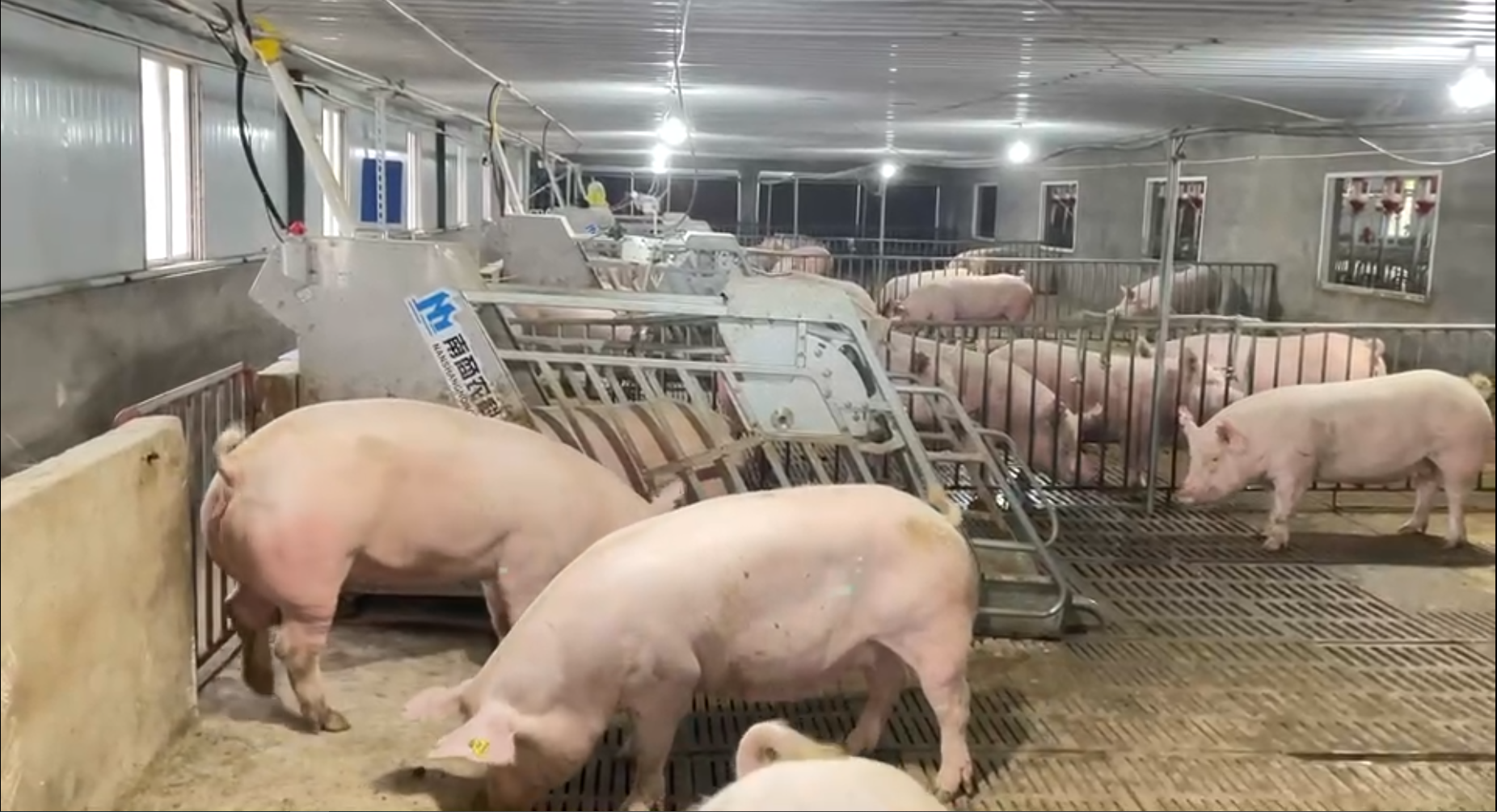 养猪产业小群养模式的科学性