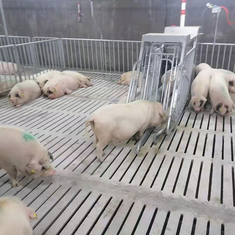 智能养猪，助力养殖业绿色发展：新型母猪小群养模式引领养殖创新