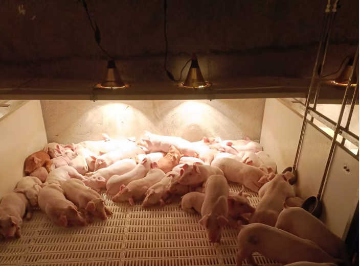 智能环控系统助力养猪产业升级，温度精准控制保证猪只舒适生长