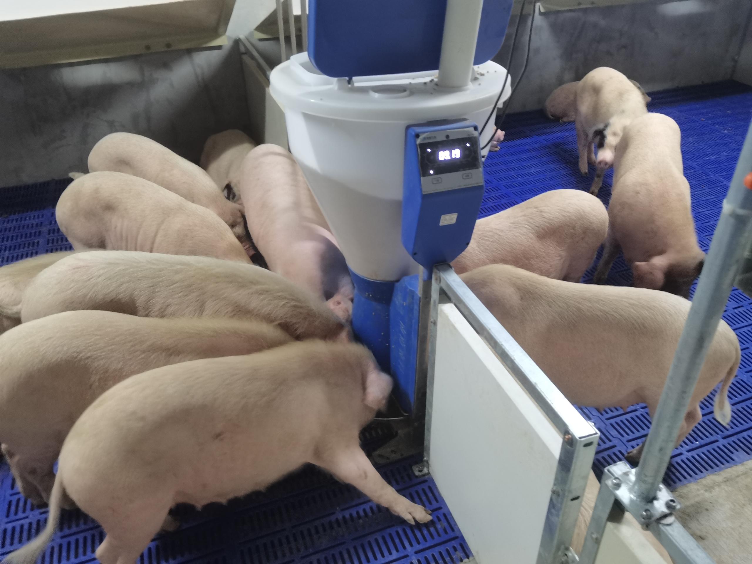 智能粥料器，精准饲喂让猪只不打架，都能吃饱饭
