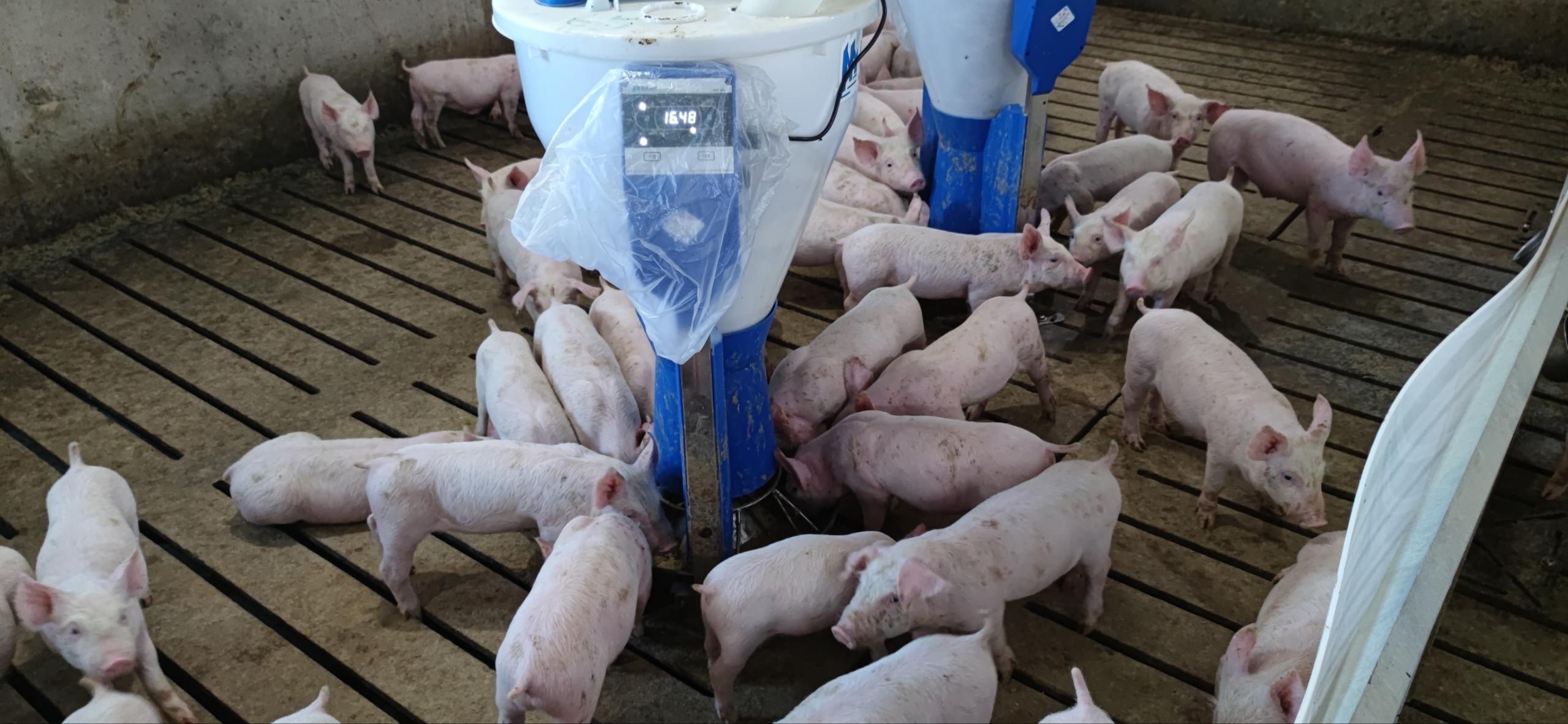 智能养猪设备制造商推荐粥料饲喂，猪只更健康